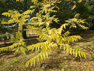 Cedrela sinensis - česnekovník čínský